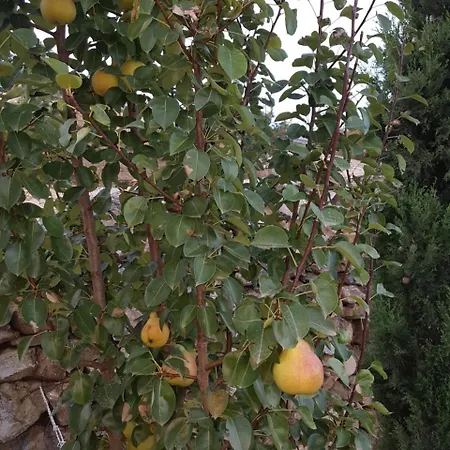 Pelion Alkistis Myth And Magic فيلة *