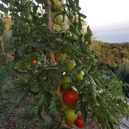 Pelion Alkistis Myth And Magic Βίλα Άγιος Γεώργιος Νηλείας